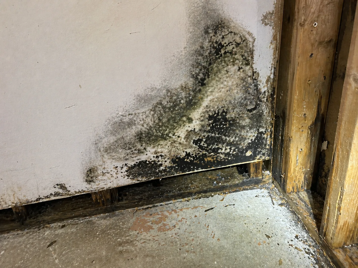 Severe mold growth on drywall and damp exposed framing during remediation inspection